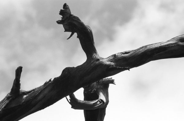 Crux Pinus